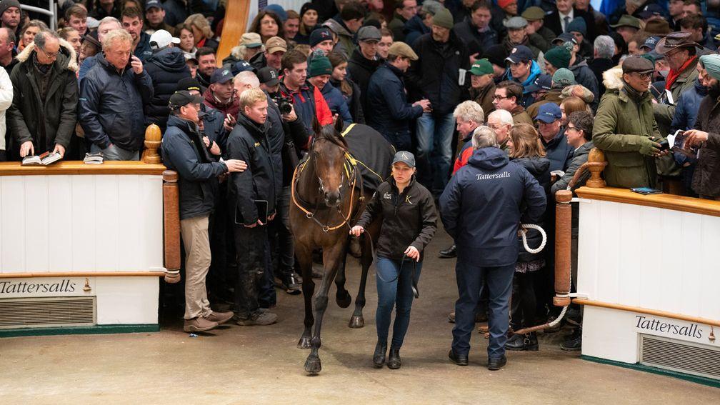 Rachel Davies leads Alcohol Free into the Tattersalls ring before reaching the lofty figure of 5,400,000gns