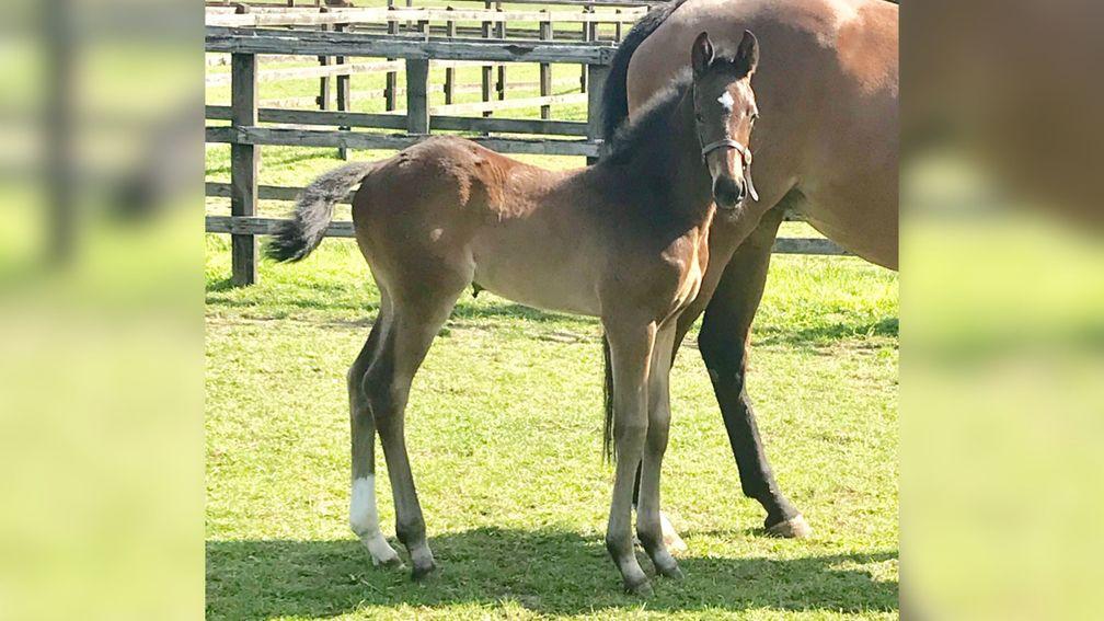 Mr and Mrs Franklin's Danon Ballade filly pictured at a month old