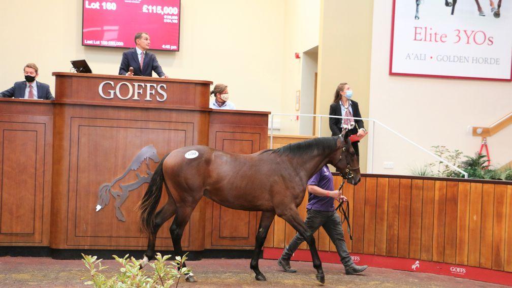 Lot 160: the Acclamation colt bought by Richard Ryan for £115,000