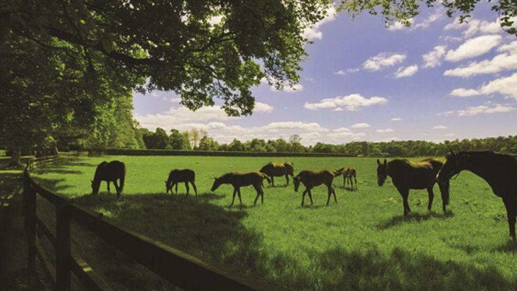 The 256-acre Grangecon Stud is situated in County Wicklow