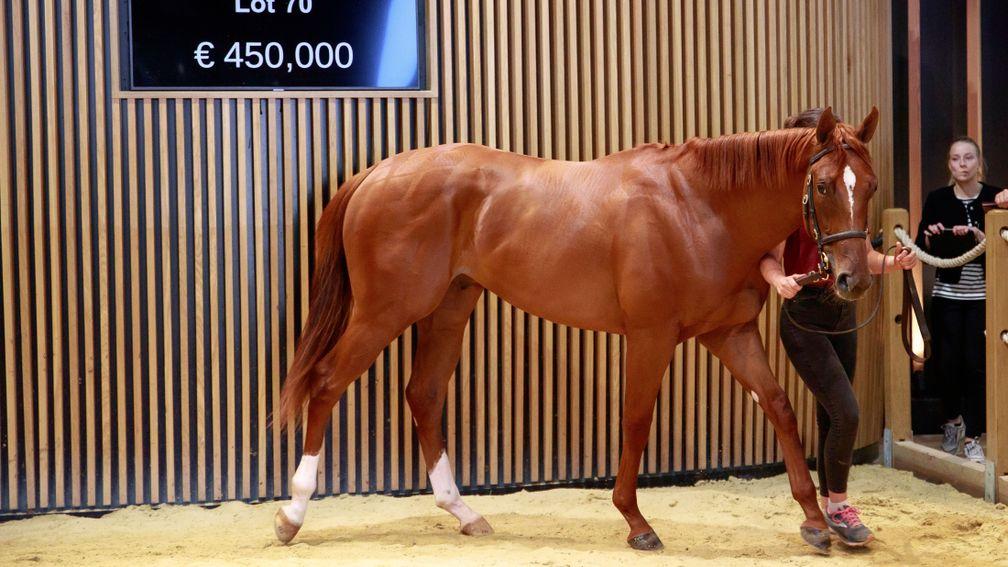 Michael Donohoe about Grove Stud's €450,000 son of More Than Ready: 'I love everything about him'