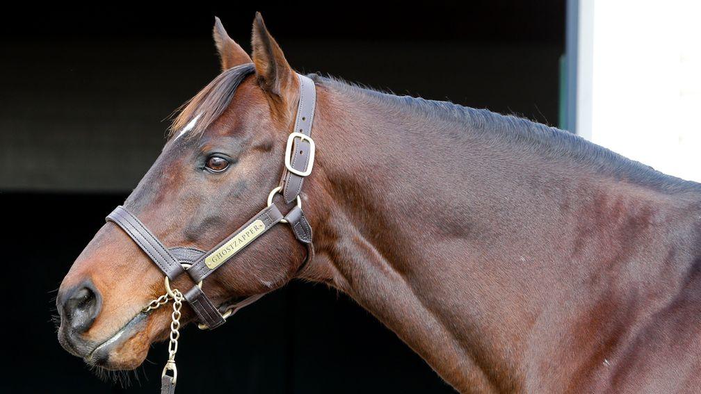 Ghostzapper: Awesome Again's brilliant son stands alongside his sire