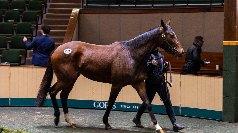 Red Azalea: daughter of Galileo sold to BBA Ireland for €340,000