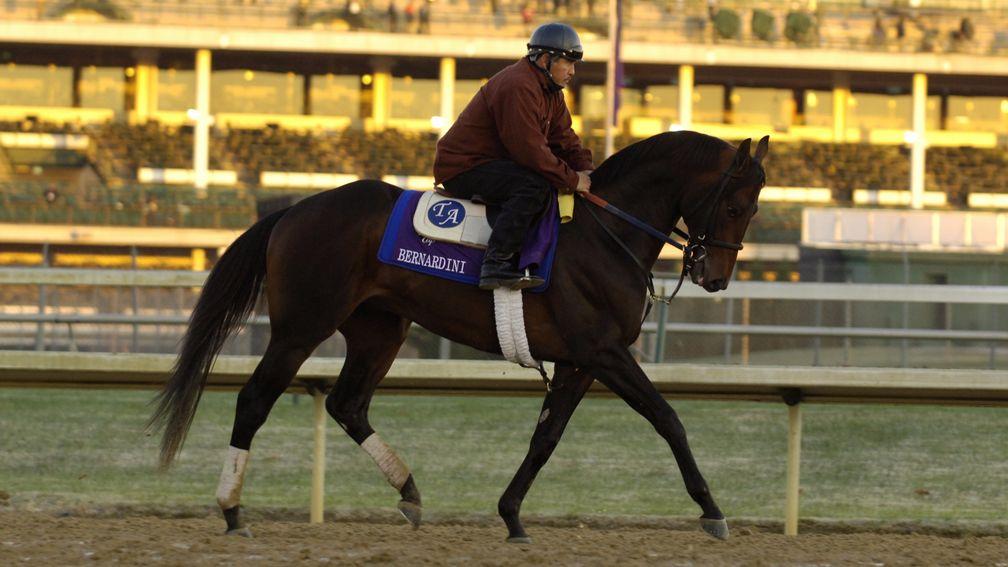 Bernardini: top-level-winning stallion and racehorse has died aged 18