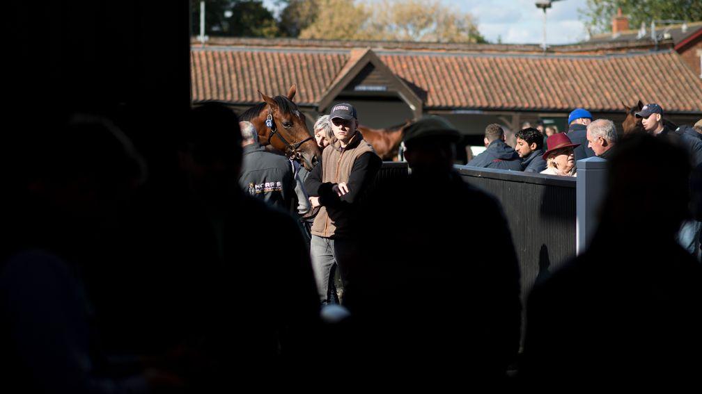 A yearling awaits her turn in the ring at the Tattersalls October Yearling Sale