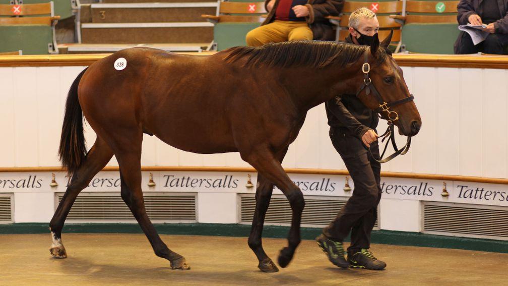 Lot 828, Baroda Stud's Bated Breath colt realises 260,000gns to Anthony Stroud