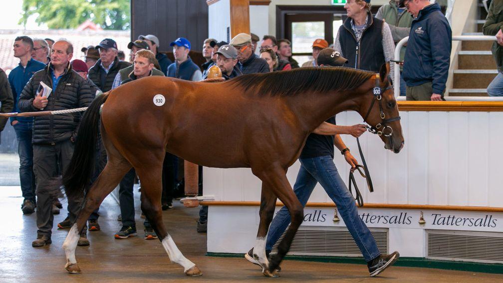 Lot 930: the 340,000gns Night Of Thunder colt