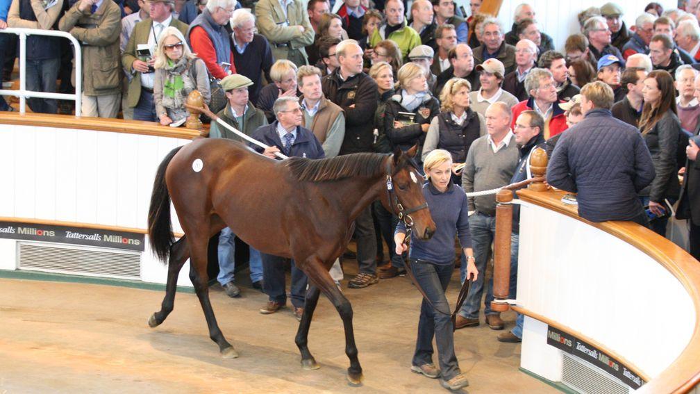 Al Naamah parades in front of a packed gangway at Tattersalls