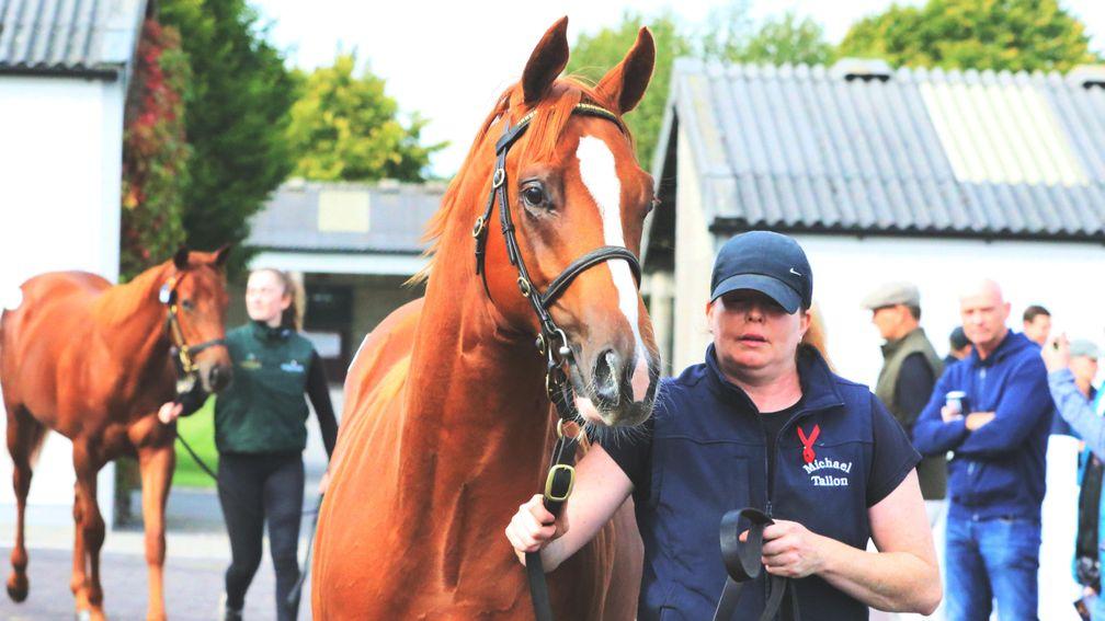 The Havana Gold colt who went the way of Kevin Ross for €95,000