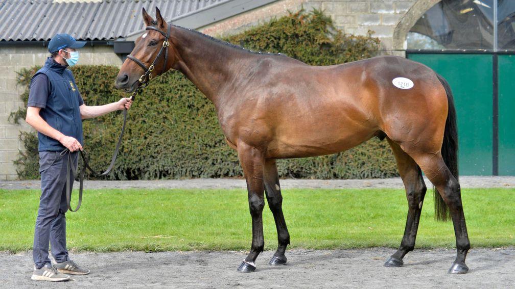 Rathbarry Stud’s Blue Bresil gelding, who topped the Tattersalls Ireland May Store Sale at €115,000