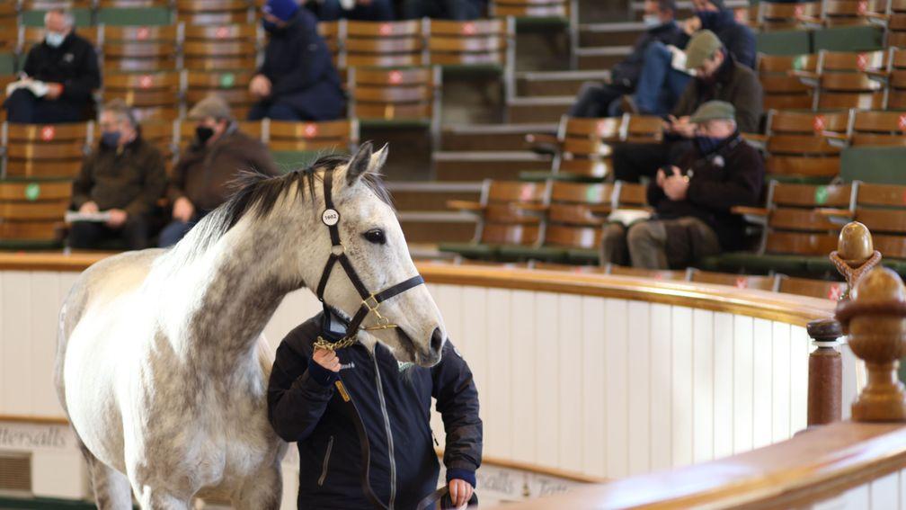 Shena's Dream: dam of Miss Amulet sells for 280,000gns to Charlie Gordon Watson Bloodstock and Al Wasmiyah Stud