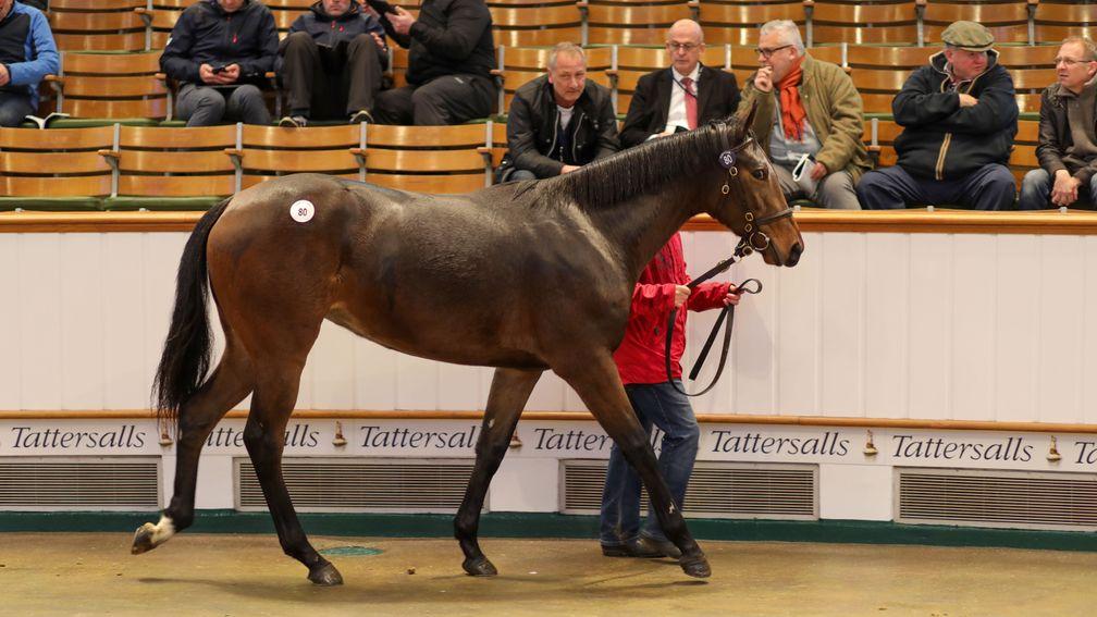 The Sea The Stars sister to Fifty Stars tops the December Yearling Sale at 260,000gns