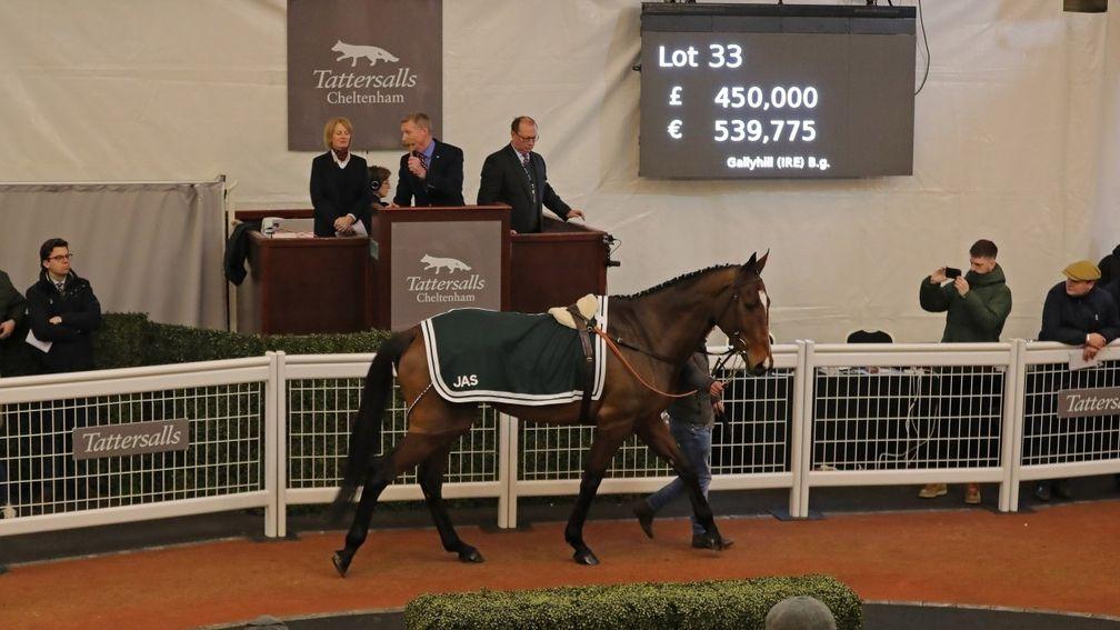 Gallyhill: the year's most expensive point-to-pointer sells for £450,000 at Tattersalls Cheltenham