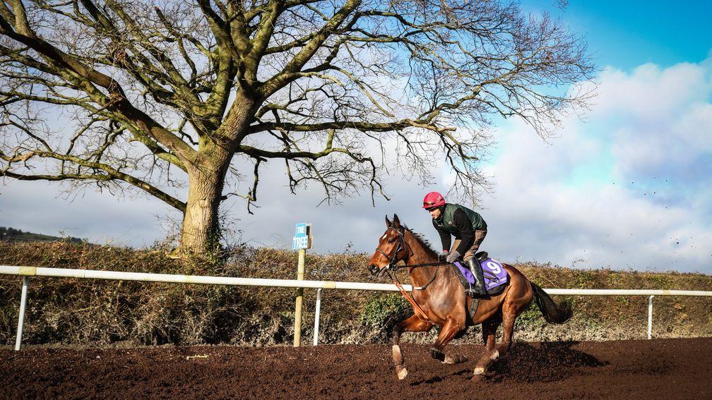 Racing Post Arkle Chase favourite Footpad, pictured working under Kaseem Raza at Willie Mullins' Closutton yard on Tuesday, is entered for the Grade 1 Frank Ward Solicitors Arkle Novice Chase
