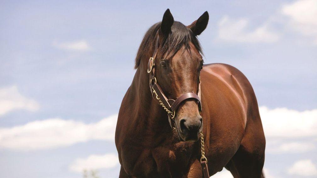 Elusive Quality: sire of 242 stakes horses worldwide