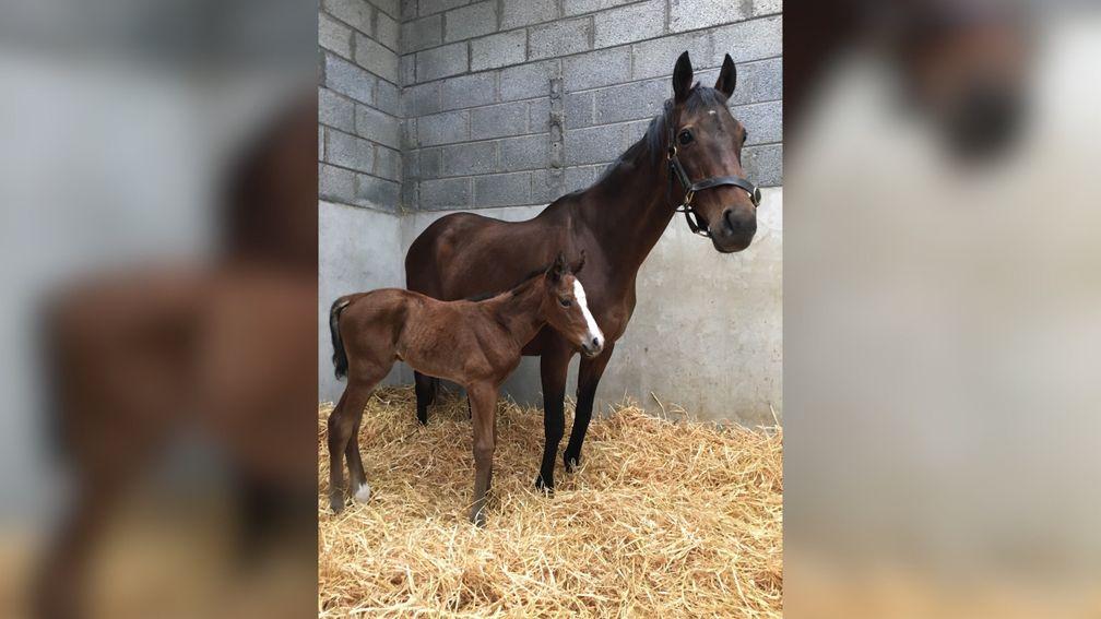 Greta D'Argent with her Mehmas filly, who was born in the early hours of Sunday morning