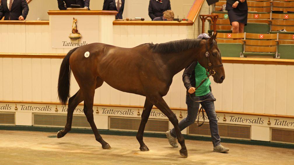 Lot 71: the Tally-Ho Stud-consigned Practical Joke filly sells to White Birch Farm for 360,000gns on the first day of the Tattersalls Craven Breeze-Up Sale