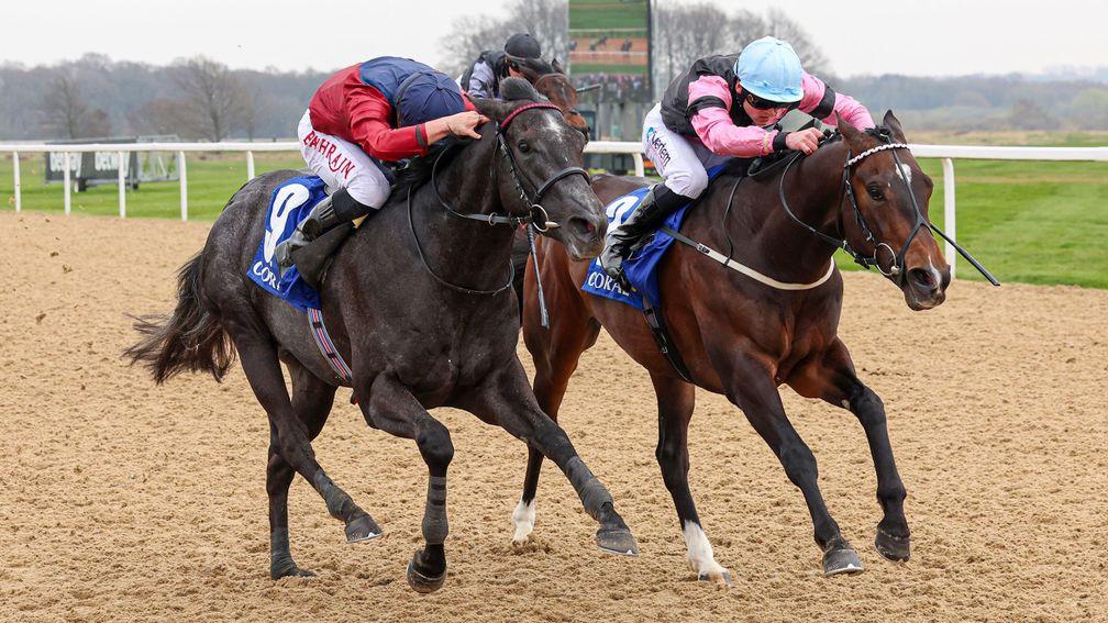 El Caballo (right): Could be aimed at the Commonwealth Cup at Royal Ascot