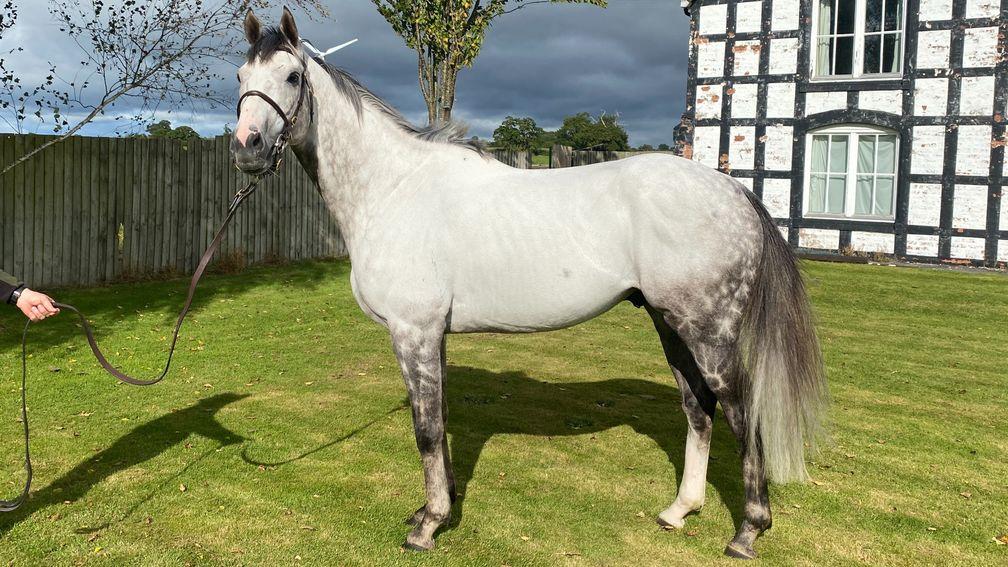 Logician: new addition to the Shade Oak stallion ranks for next year