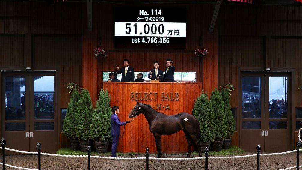 The Deep Impact colt out of Sheave brings ¥510.m at the JRHA Select Sale