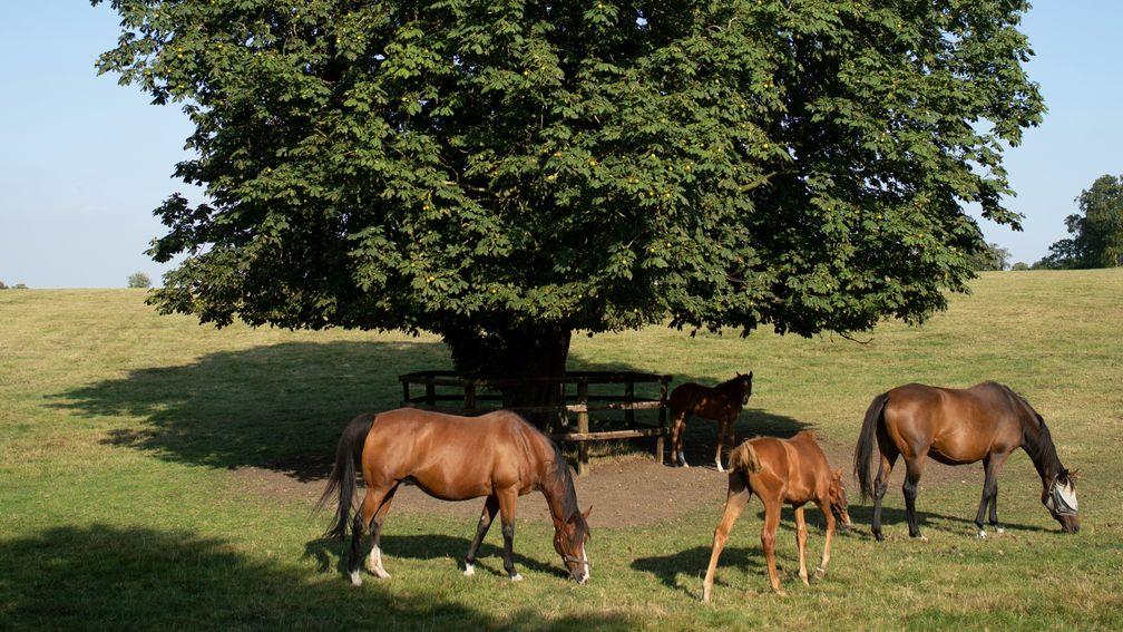 Mares and foals graze at Newsells Park Stud near Royston in Hertfordshire