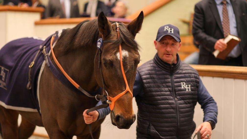 Fancy Man: dual Listed-winning son of Pride Of Dubai took top honours at Tattersalls on Wednesday