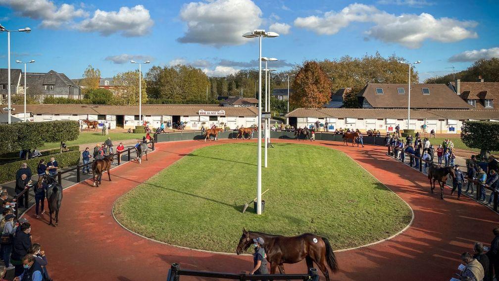 Yearlings take a walk ahead of going under the hammer at Arqana's October Yearling Sale