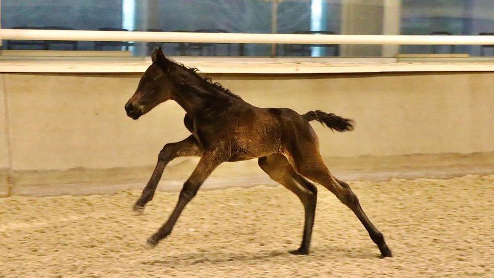 A filly by Night Wish out of the winning Alderbrook mare Alderimli