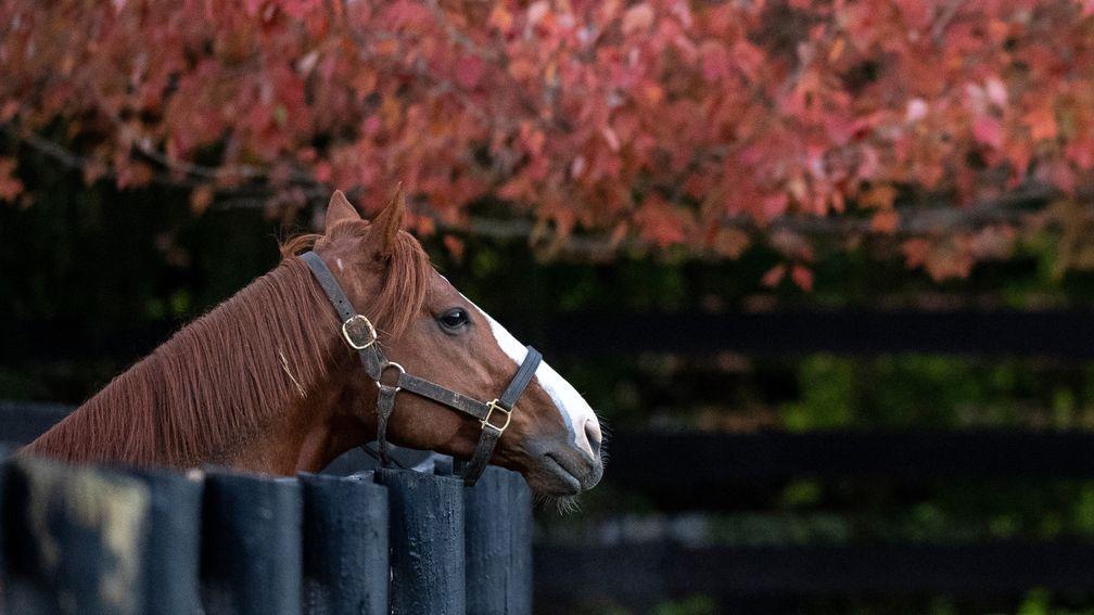 Justify: the Triple Crown-winning son of Scat Daddy embarks on his stallion career in 2019