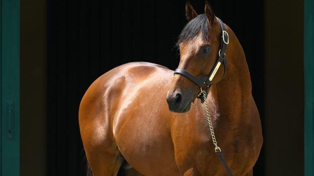 Zarak is one of the most prized young sires in Europe