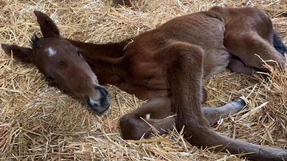 Brookside Stud's Advertise filly 