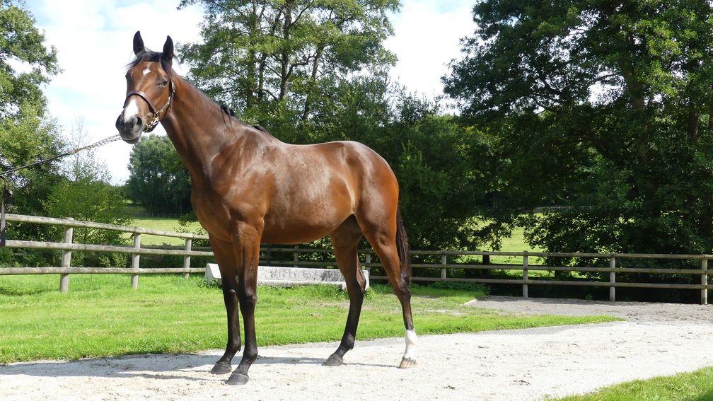 Haras d'Haspel's Kingman half-sister to Native Trail pictured on the farm before being sold for €950,000 at Arqana