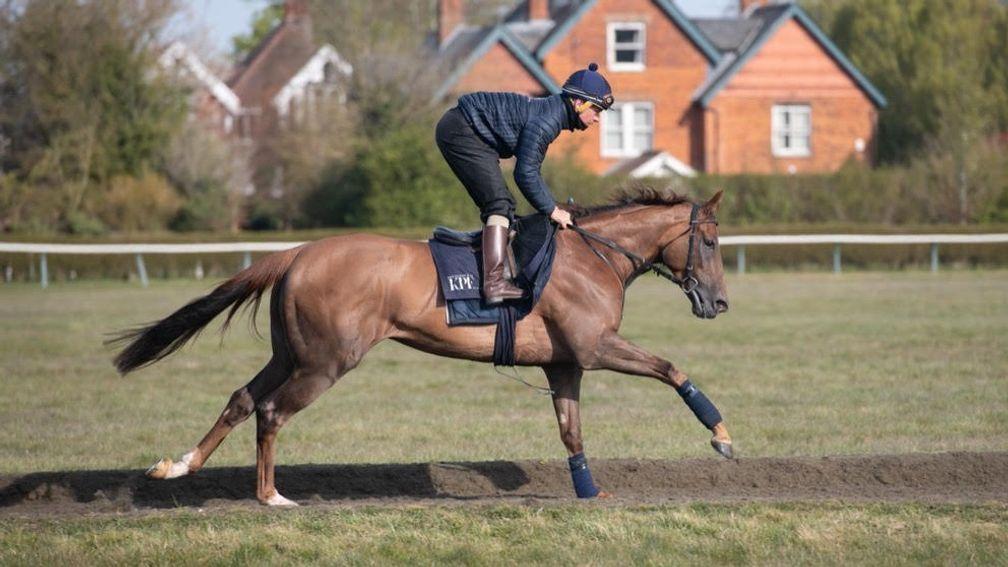 Hint Of Stars: will make his first start for Highclere at York