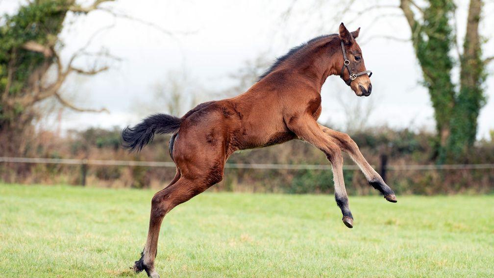 Ballincurrig House Stud's Santiago filly out of Presenting mare Bestow
