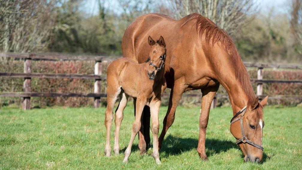 Annie Power with her Galileo colt foal in the paddocks at Coolmore