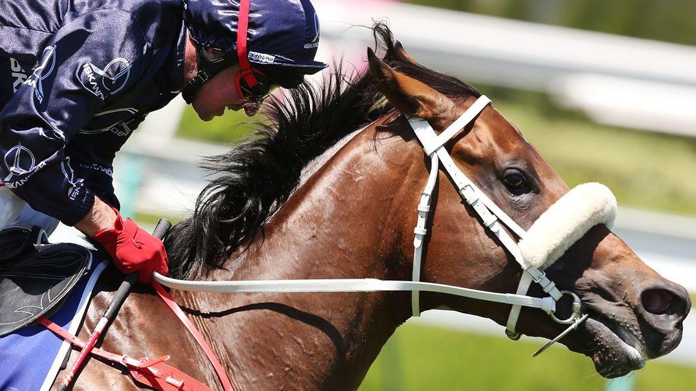 Gorgeous Noora's owners are hopeful a date with Zoustar is in the mare's future