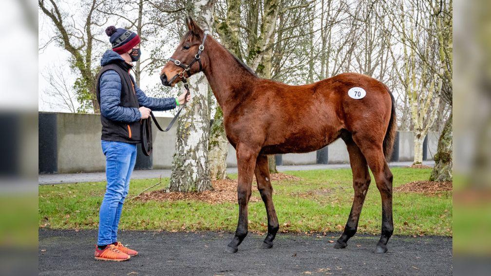 Yellowford Farm's Walk In The Park colt topped proceedings at Goffs on Wednesday