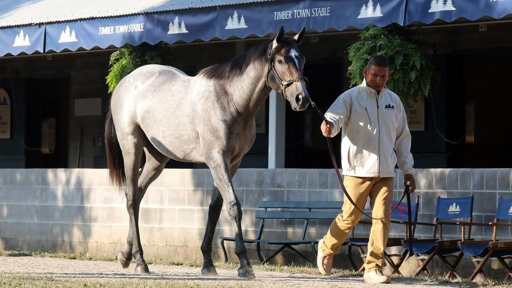 The Tapit colt out of Unrivaled Belle heading to Japan after selling for $1.5m