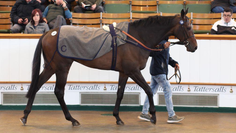 Halimi sells to Marco Bozzi Bloodstock for 80,000gns to top the horses-in-training session