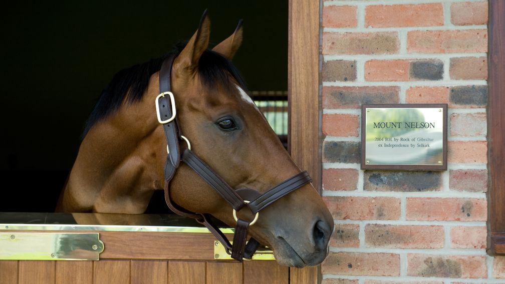 Mount Nelson at his former home of Newsells Park Stud