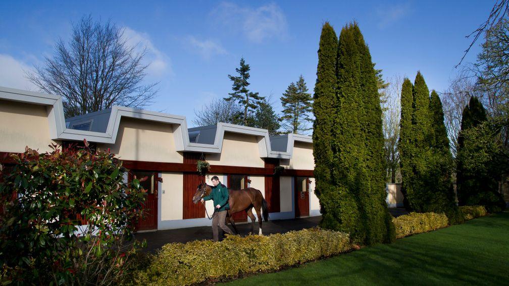 Free Eagle parades in front of the Irish National Stud's stallion unit