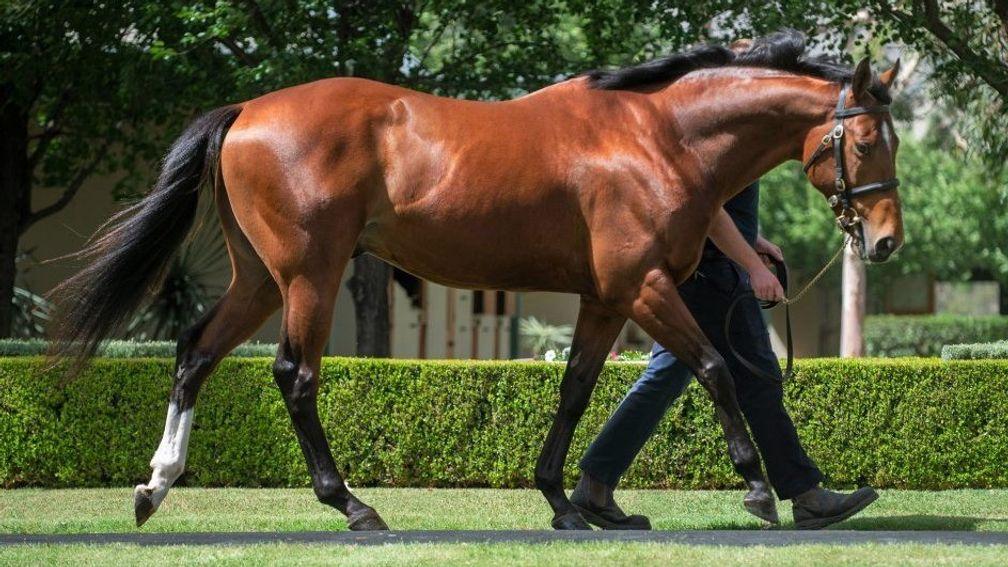 Dual Group 1 winner Saxon Warrior by Deep Impact is off the mark as a sire