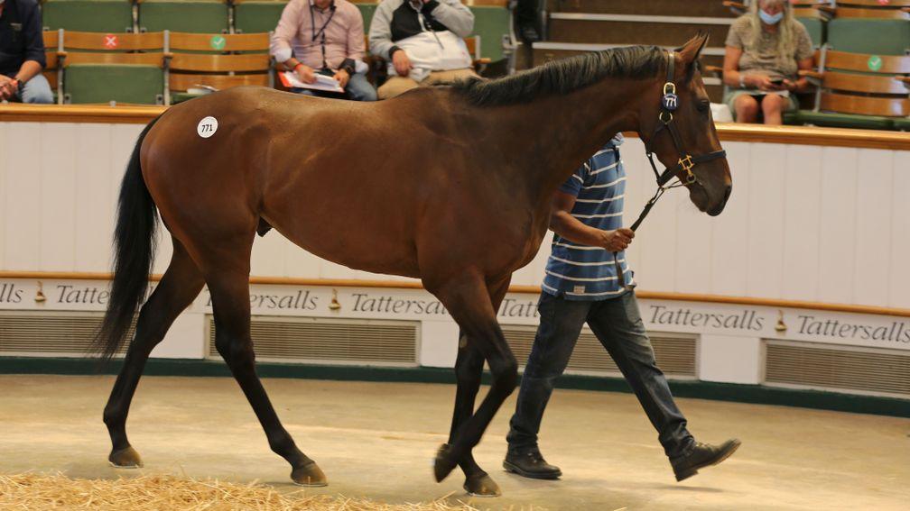 Lot 771: King Triton goes the way of DPA Bloodstock and Grant Tuer at 100,000gns