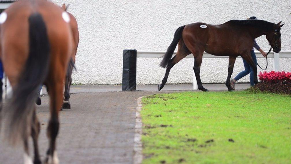 Store horses being paraded at the Tattersalls Ireland sales complex in Fairyhouse