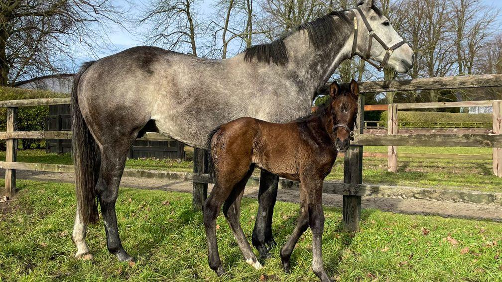 Cheveley Park Stud's Frankel filly out of Duke Of Cambridge winner Indie Angel