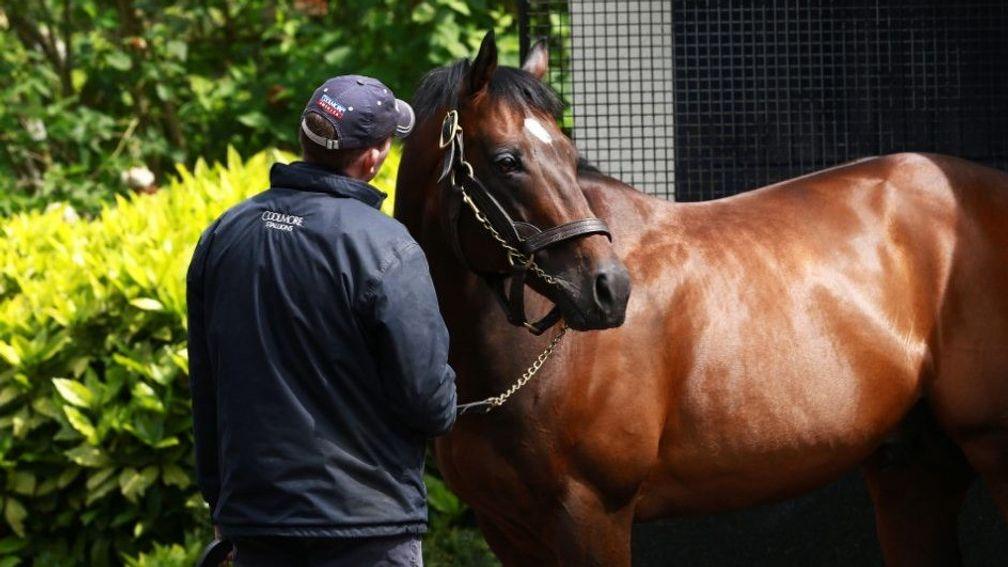 Holy Roman Emperor: Coolmore's mid-market option is the sire of Romanised