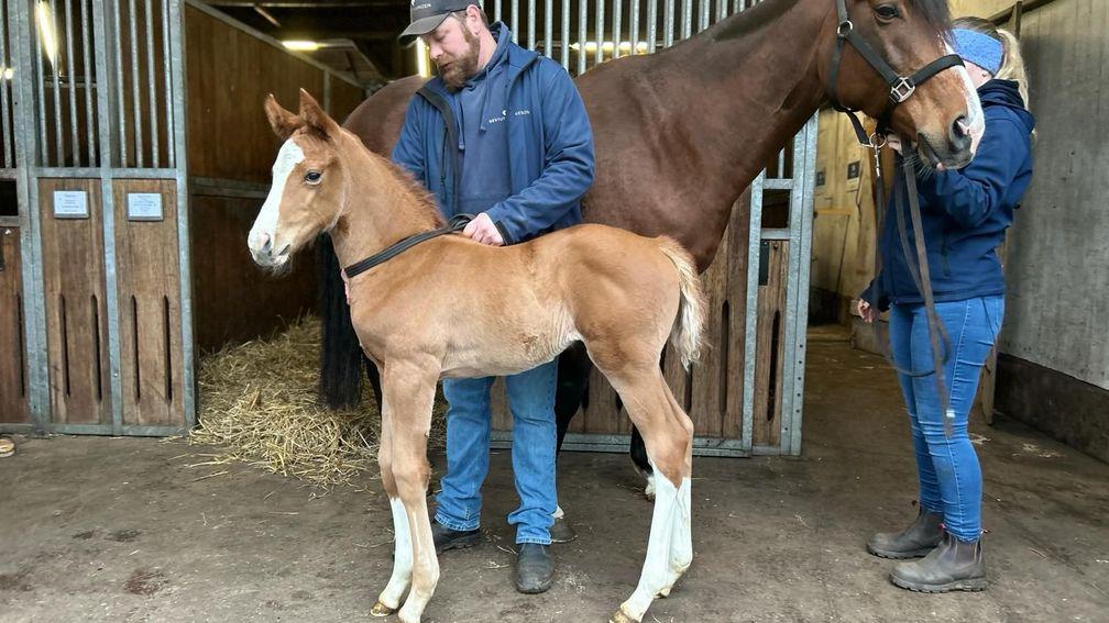 Catrin Nack's Accon filly out of Korallenfeuer 