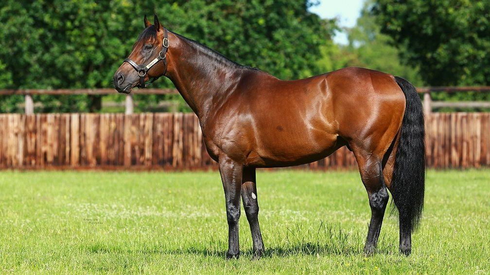 Kingman: has become one of the leading new lights in the stallion ranks