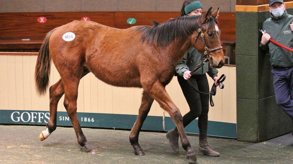 Frankel colt out of Lily's Angel in the Goffs ring