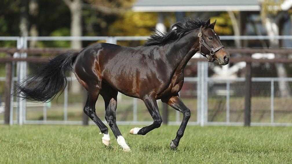 Deep Impact: his two-year-old son made waves at the Chiba Thoroughbred Sale